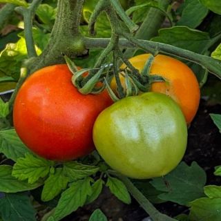 Premio Tomato Thumbnail